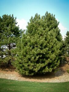 Сосна Чёрная (Pinus Nigra) купить по цене от 270.00р. в интернет-магазине «Посадика» с доставкой почтой в в Томске и по всей России – [изображение №1].