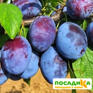 Слива Чачакская ранняя купить по цене от 229.00р. в интернет-магазине «Посадика» с доставкой почтой в в Томске и по всей России – [изображение №1].