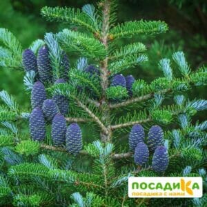 Пихта корейская (Abies koreana) купить по цене от 450.00р. в интернет-магазине «Посадика» с доставкой почтой в в Томске и по всей России – [изображение №1].