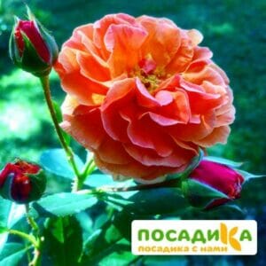 Роза Арабия купить по цене от 350.00р. в интернет-магазине «Посадика» с доставкой почтой в в Томске и по всей России – [изображение №1].