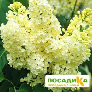 Сирень Примроуз (Primrose) купить по цене от 529.00р. в интернет-магазине «Посадика» с доставкой почтой в в Томске и по всей России – [изображение №1].