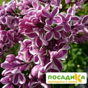 Сирень Сенсация купить по цене от 529.00р. в интернет-магазине «Посадика» с доставкой почтой в в Томске и по всей России – [изображение №1].