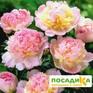 Пион Распберри Сандей (Paeonia Raspberry Sundae) купить по цене от 959р. в интернет-магазине «Посадика» с доставкой почтой в в Томске и по всей России – [изображение №1].