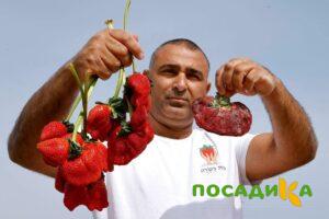 Клубника Гигант Джорнея купить по цене от 266р. в интернет-магазине «Посадика» с доставкой почтой в в Томске и по всей России – [изображение №1].