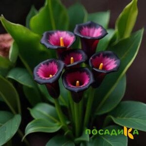 Калла Аура Лейс купить по цене от 400р. в интернет-магазине «Посадика» с доставкой почтой в в Томске и по всей России – [изображение №1].