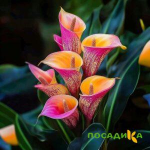 Калла Оникс купить по цене от 450р. в интернет-магазине «Посадика» с доставкой почтой в в Томске и по всей России – [изображение №1].