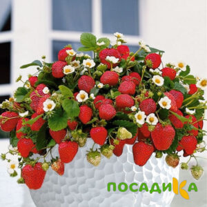 Клубника Рубиновый Шепот (горшечная) купить по цене от 240р. в интернет-магазине «Посадика» с доставкой почтой в в Томске и по всей России – [изображение №1].