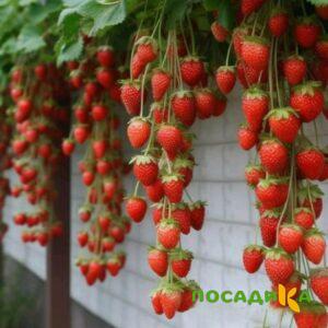 Клубника вьющаяся Комплимент купить по цене от 470р. в интернет-магазине «Посадика» с доставкой почтой в в Томске и по всей России – [изображение №1].