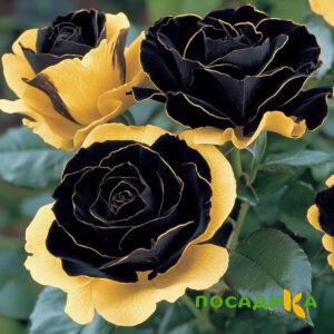 Роза Ханни Сикл купить по цене от 700р. в интернет-магазине «Посадика» с доставкой почтой в в Томске и по всей России – [изображение №1].
