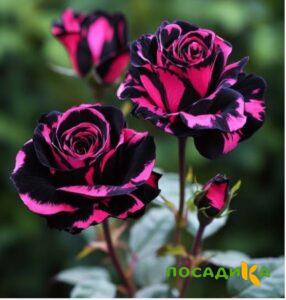 Роза Багровый Шепот купить по цене от 366р. в интернет-магазине «Посадика» с доставкой почтой в в Томске и по всей России – [изображение №1].