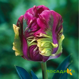 Тюльпан Экзотик Хэвен купить по цене от 186р. в интернет-магазине «Посадика» с доставкой почтой в в Томске и по всей России – [изображение №1].